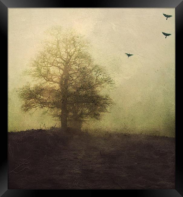 lost in the fog Framed Print by Dawn Cox