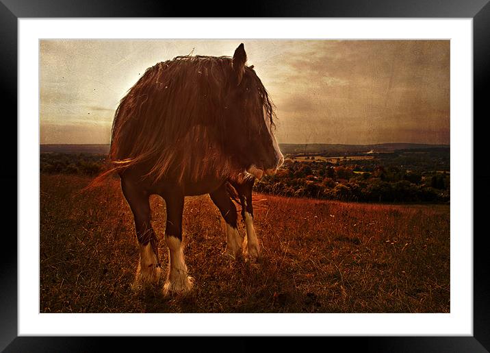 Master of the countryside Framed Mounted Print by Dawn Cox