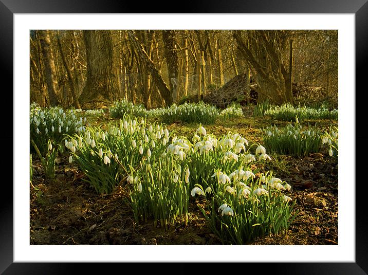 Tiptoe through the snowdrops Framed Mounted Print by Dawn Cox