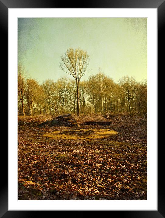 Golden light on the tallest tree Framed Mounted Print by Dawn Cox