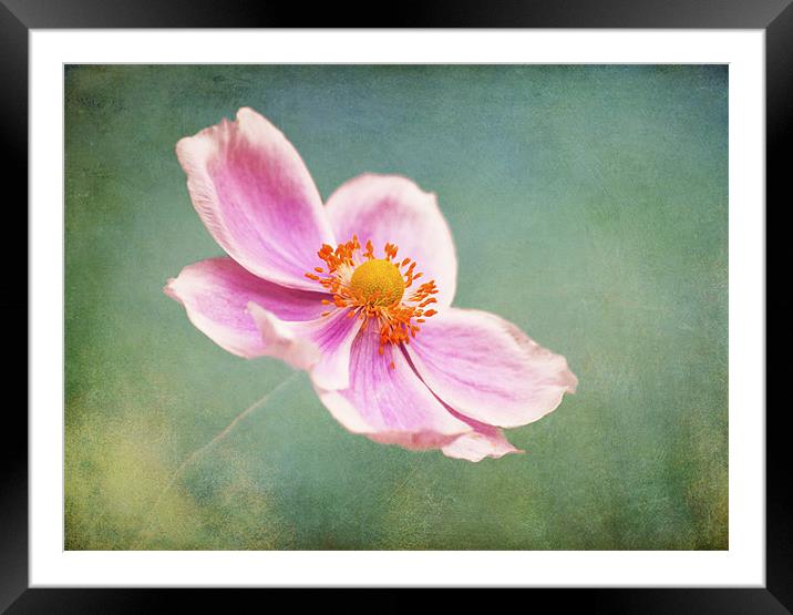Petals in the wind Framed Mounted Print by Dawn Cox