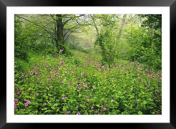 Wild Woods Framed Mounted Print by Dawn Cox