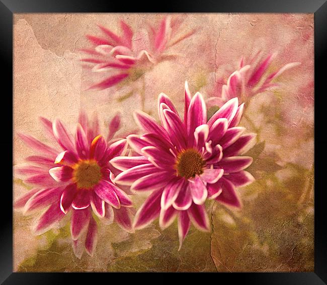 Chrysanthemum flowers Framed Print by Dawn Cox