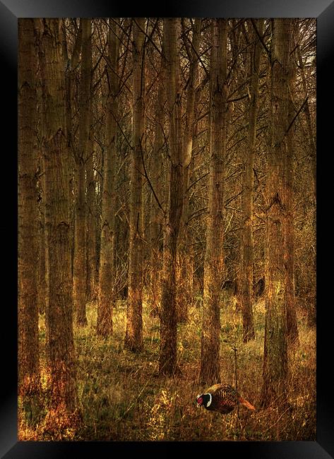 Pheasant in woodland Framed Print by Dawn Cox