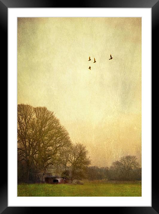 one day i will fly away Framed Mounted Print by Dawn Cox