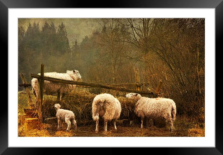 Mid Morning Snack Framed Mounted Print by Dawn Cox