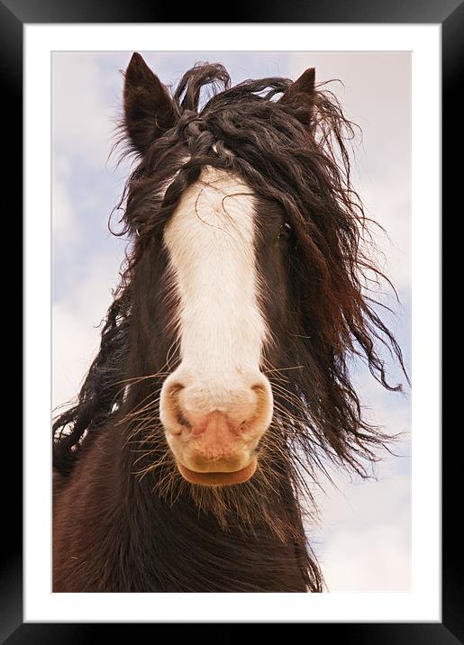 Bad Hair Day Framed Mounted Print by Dawn Cox