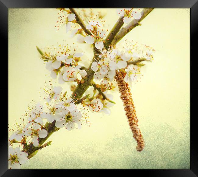 Blackthorn Blossom Framed Print by Dawn Cox