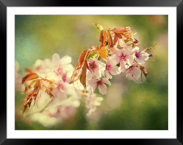 Spring Time Framed Mounted Print by Dawn Cox