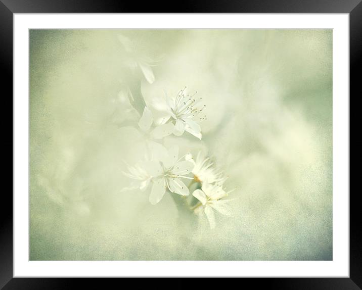 Hint of Blossom Framed Mounted Print by Dawn Cox