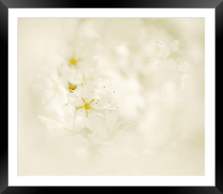 Whiter Shade of Pale Framed Mounted Print by Dawn Cox