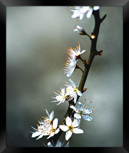 Spring Blossom Framed Print by Dawn Cox
