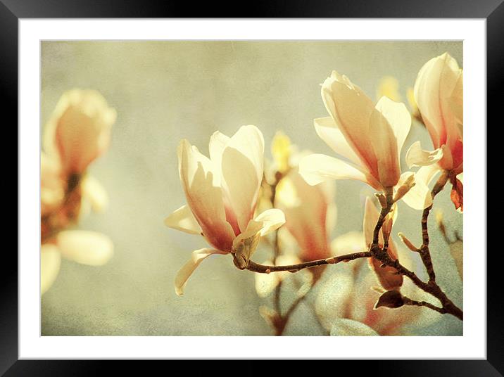 Magnolia Framed Mounted Print by Dawn Cox