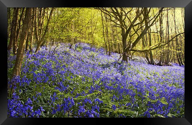 Bluebells - Ide Hill Framed Print by Dawn Cox