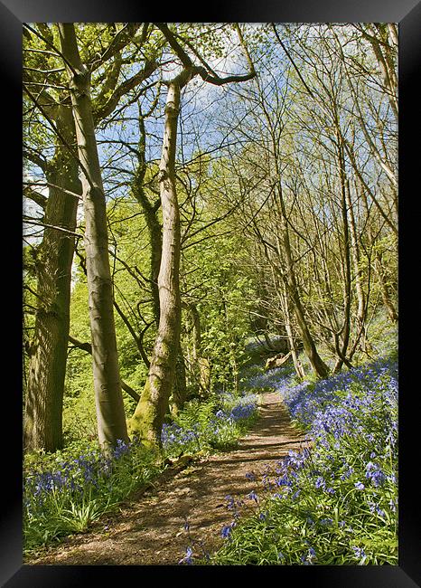 Bluebell pathway Framed Print by Dawn Cox