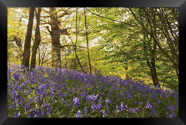 Bluebells on the Hill Framed Print by Dawn Cox