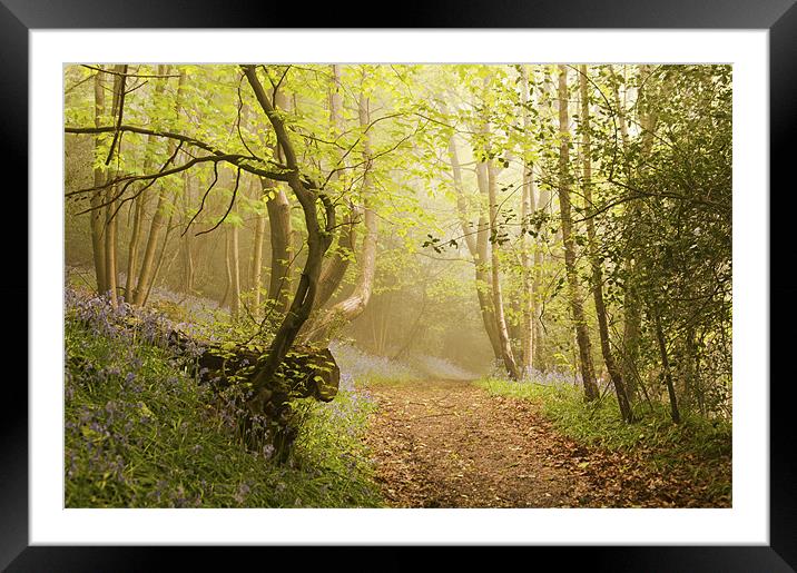 Walk through the Bluebell woods Framed Mounted Print by Dawn Cox