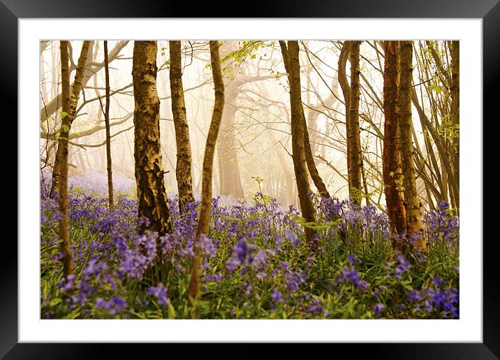 The Clearing in the Woods Framed Mounted Print by Dawn Cox