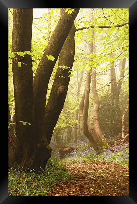 In the shadow of the tree Framed Print by Dawn Cox