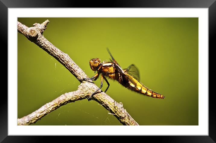 Ready for flight Framed Mounted Print by Dawn Cox