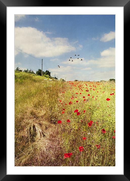 Summer Meadow Framed Mounted Print by Dawn Cox