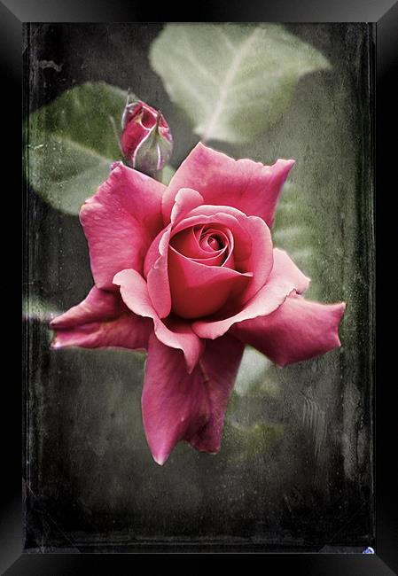 The Midnight  Rose Framed Print by Dawn Cox