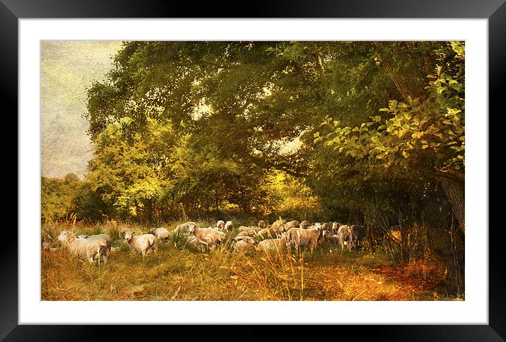 Lazy Morning Framed Mounted Print by Dawn Cox