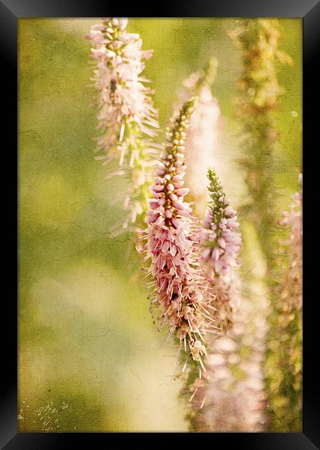 Pink Vernonica Framed Print by Dawn Cox