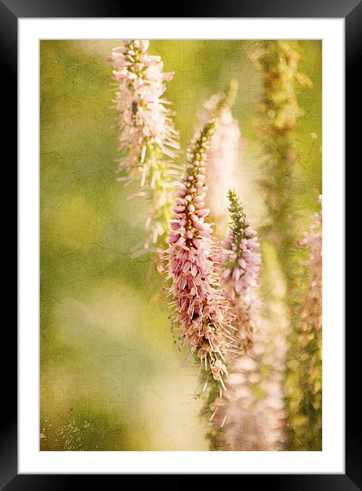 Pink Vernonica Framed Mounted Print by Dawn Cox