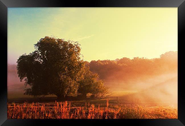 Early Morning Fog Framed Print by Dawn Cox