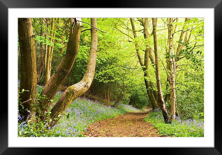 Woodland Footpath Framed Mounted Print by Dawn Cox