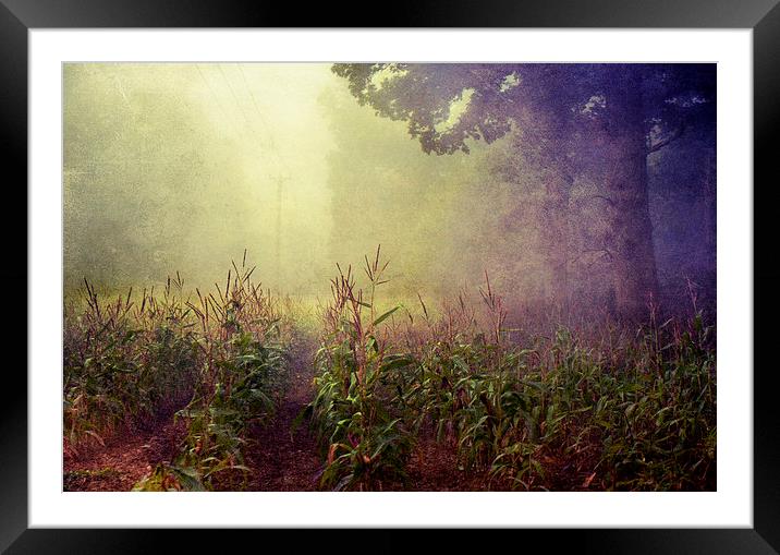 lost in the field Framed Mounted Print by Dawn Cox