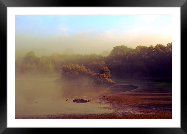 Misty Bough Beech Framed Mounted Print by Dawn Cox