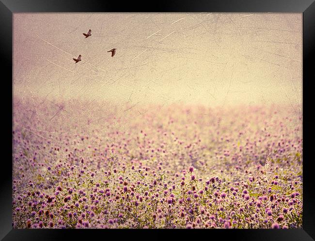 Field of Clover Framed Print by Dawn Cox