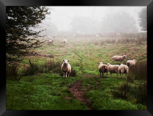 Sheep in the Mist Framed Print by Dawn Cox