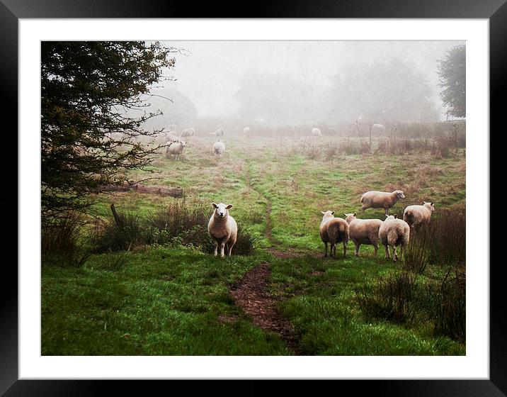 Sheep in the Mist Framed Mounted Print by Dawn Cox