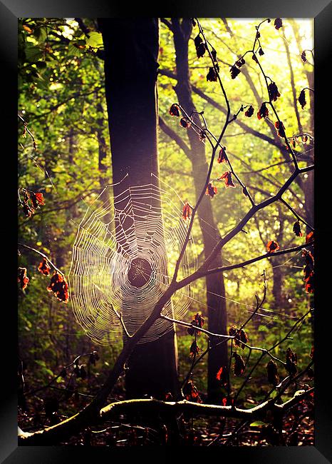 Caught in  Web Framed Print by Dawn Cox