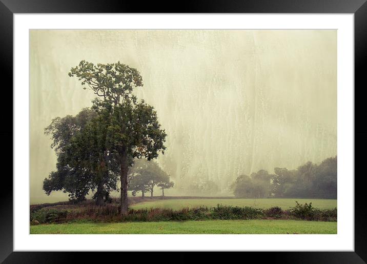 The tallest Tree Framed Mounted Print by Dawn Cox