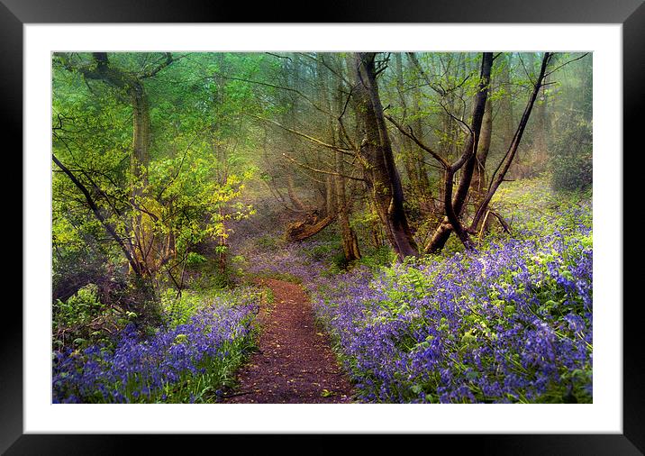 Spring Mist Framed Mounted Print by Dawn Cox