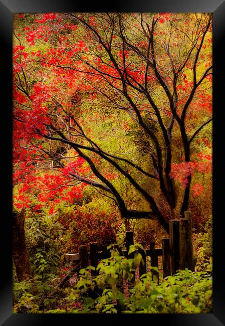 The last flames of Autumn Framed Print by Dawn Cox