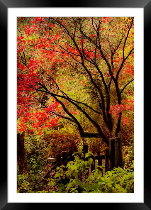 The last flames of Autumn Framed Mounted Print by Dawn Cox