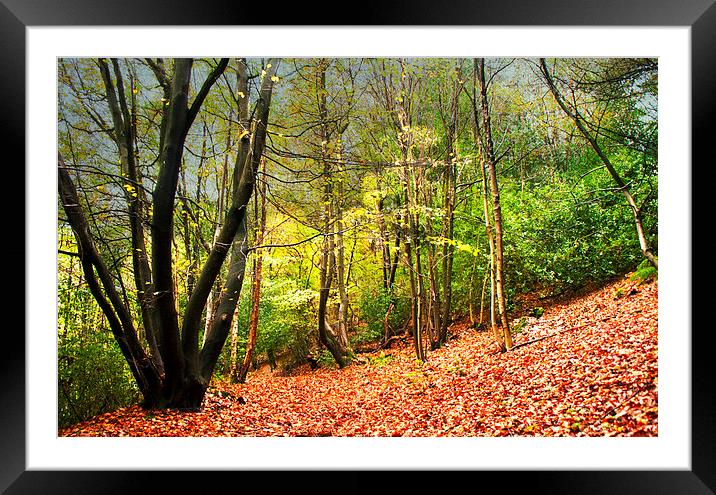All the Leaves are Brown Framed Mounted Print by Dawn Cox