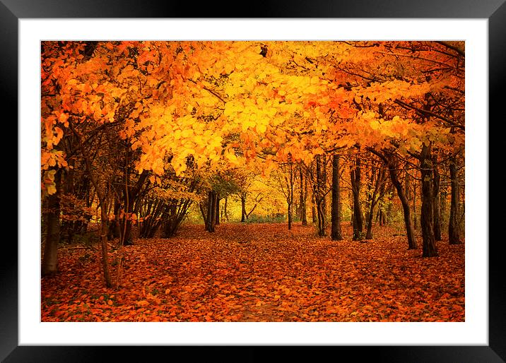 golden woodland Framed Mounted Print by Dawn Cox