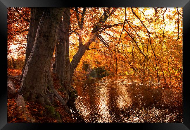 Autumn  Light on the Lake Framed Print by Dawn Cox
