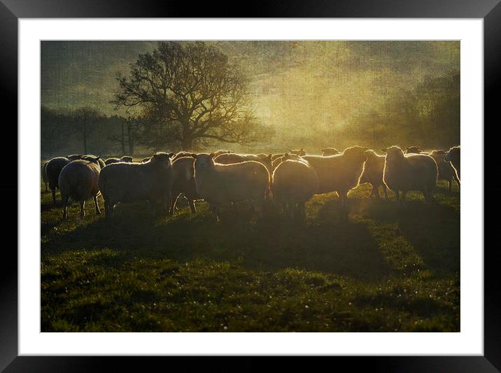 Early Morning Light Framed Mounted Print by Dawn Cox