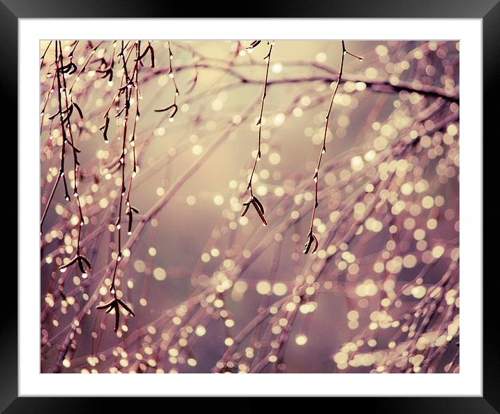 Natures Fairy Lights Framed Mounted Print by Dawn Cox