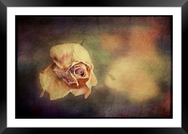 Faded Beauty Framed Mounted Print by Dawn Cox
