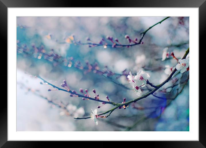 Blossom Framed Mounted Print by Dawn Cox