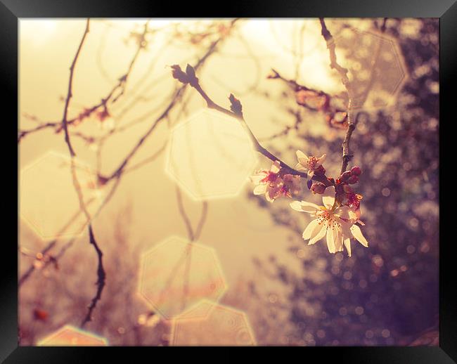 Spring Bokeh and Blossom Framed Print by Dawn Cox