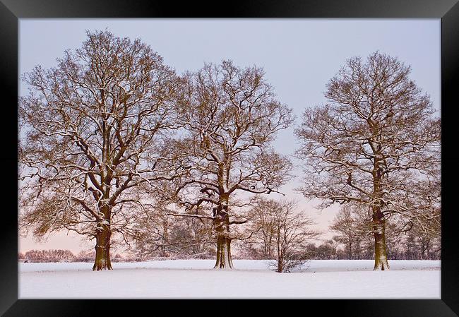 Three trees in snow Framed Print by Dawn Cox